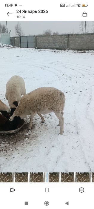 Дорпер зотли куйлар сотилади