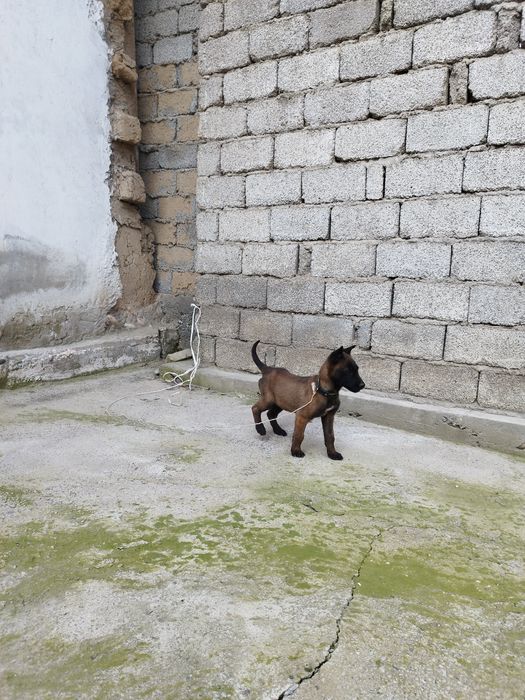 Бельгийский овчарка малинуа