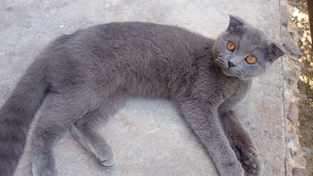 Scottish fold  quloqgi shatlanskiy