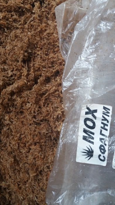 Мох сфагнум для улиток ахатин