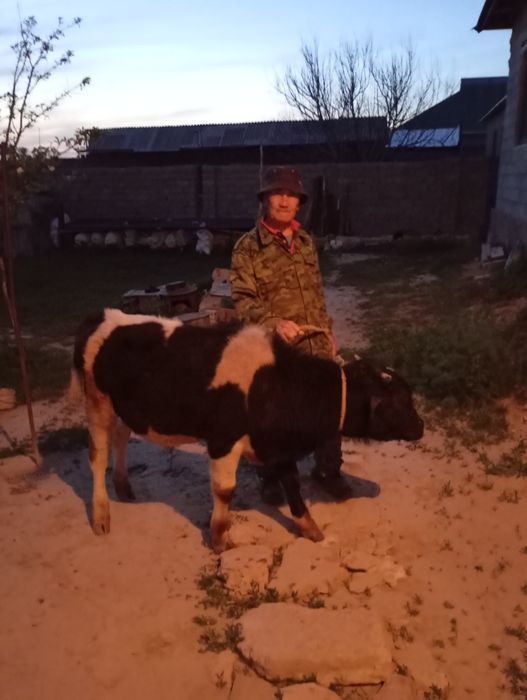 Бука мен Тана Састобе