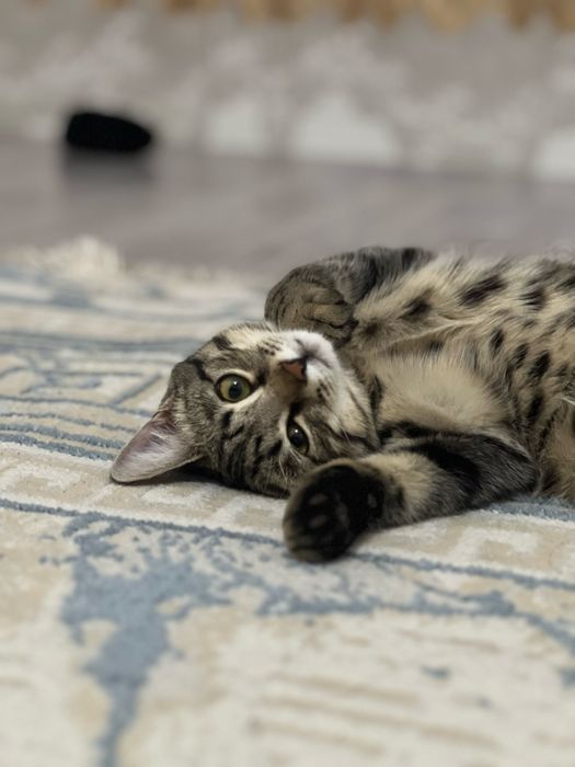 Кошечку в хорошие руки.