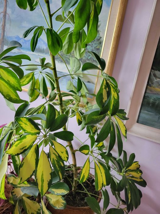 Цвете Шафлера два броя