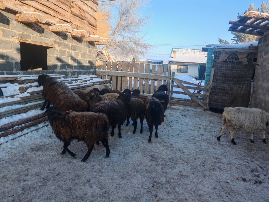 Қой,тоқты, сатамын семіз