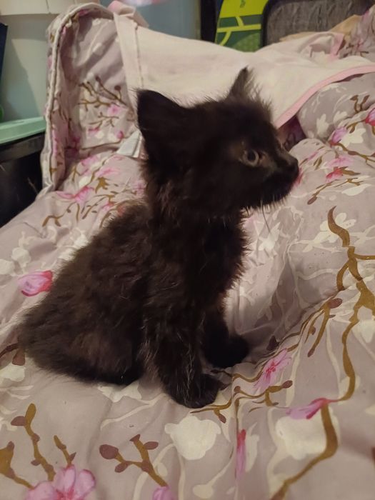 Мъжко котенце търси дом