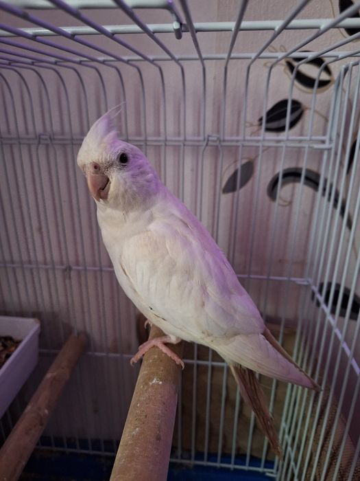 Pereche Papagali Nimfă