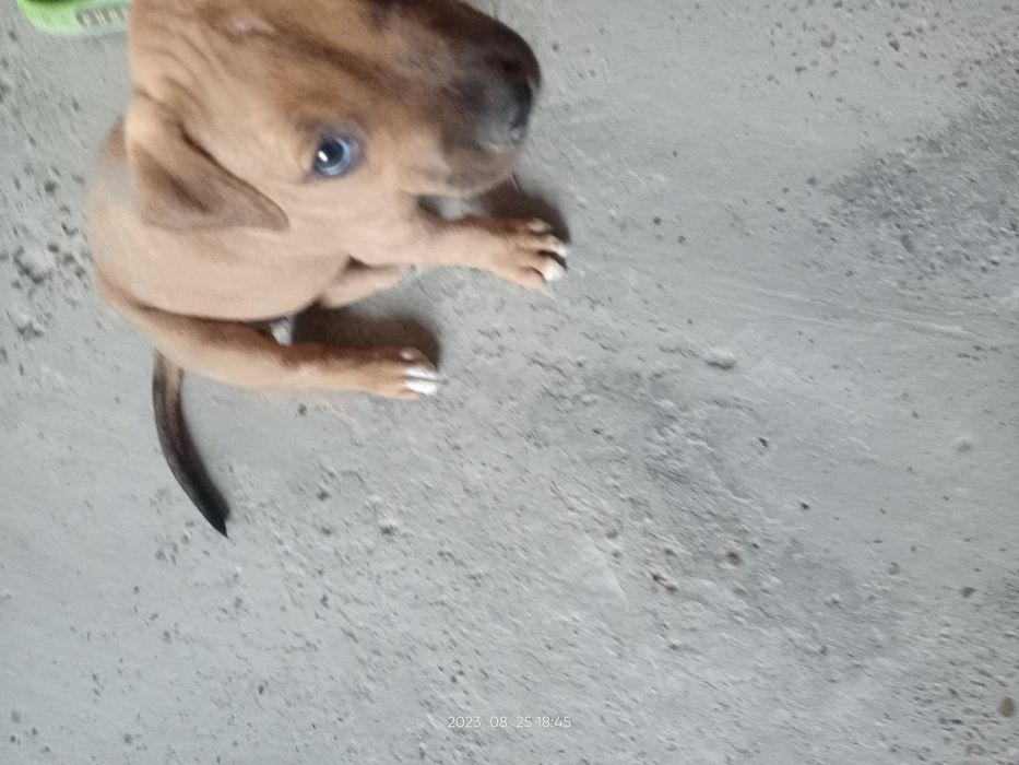 Продаются собачки