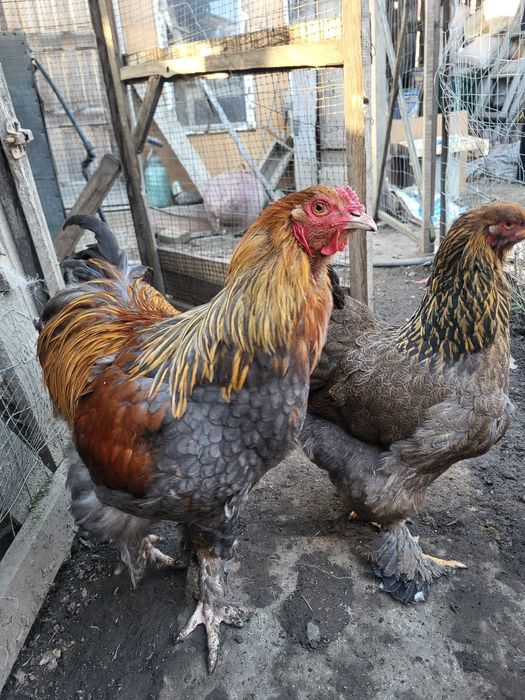 Pui si oua din  rasa Brahma HD,albastru,potarnichiu si Plymouth rock b