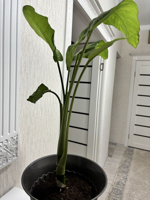 Гүл сатылады. Диффенбахия