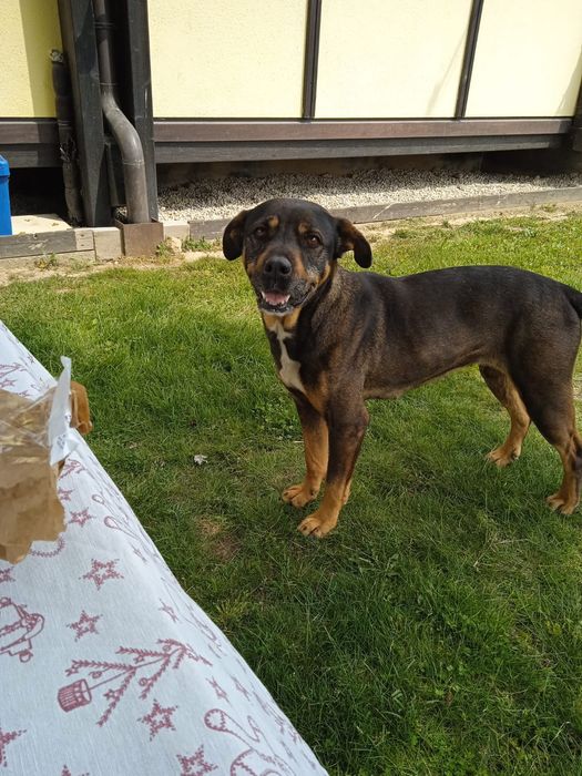 Cățea spre adopție