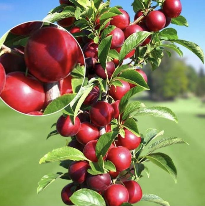 Pomi columnari calitatea 1