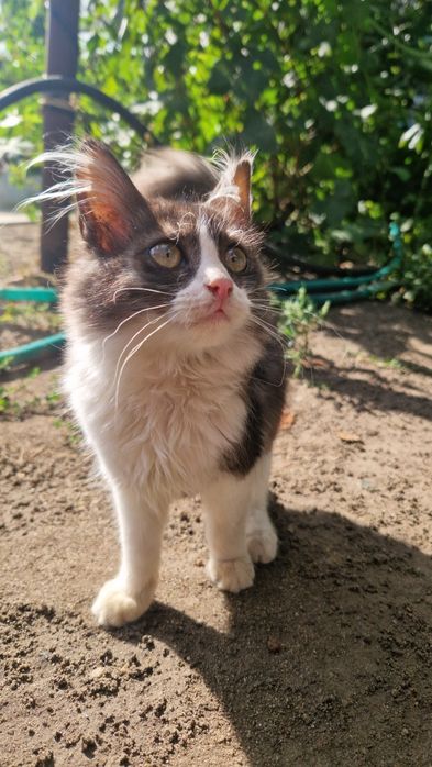 Отдам в добрые руки котят