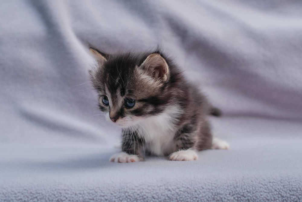 Отдам котёнка возраст 1 месяц