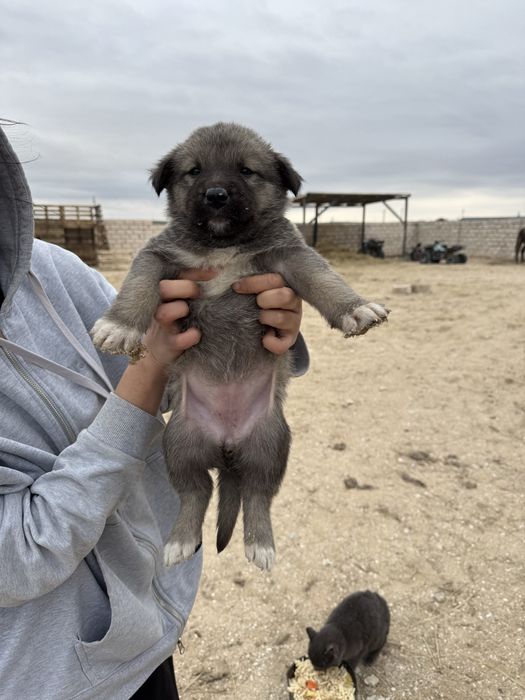 күшік бесплатно ұрғашы