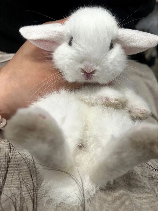 Bola ichidagi gaplarni aytadigan joy