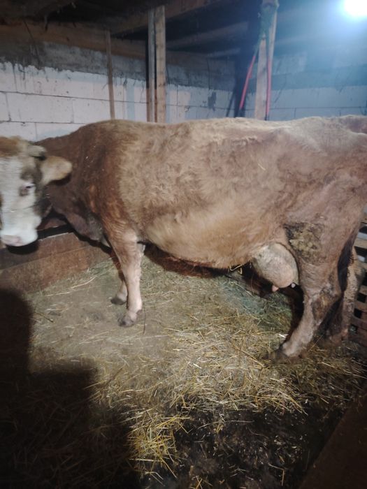 Vând vacă gestantă