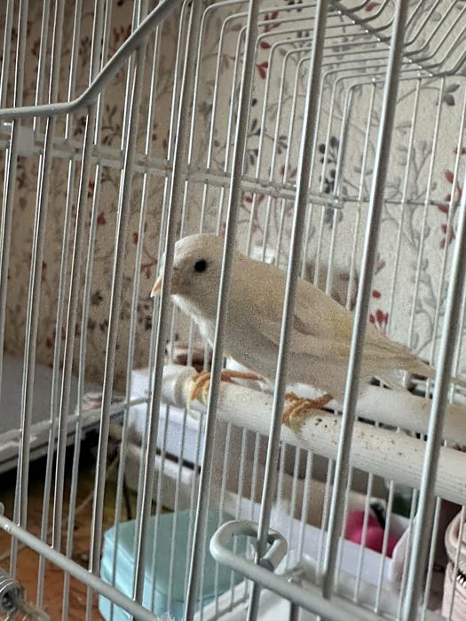 Белая канарейка приученная к рукам подаёться вместе с клеткои