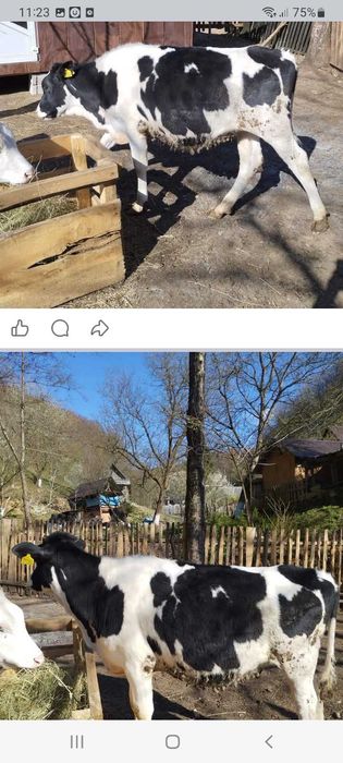 Juninca Holstein original de 1 an si 3 luni