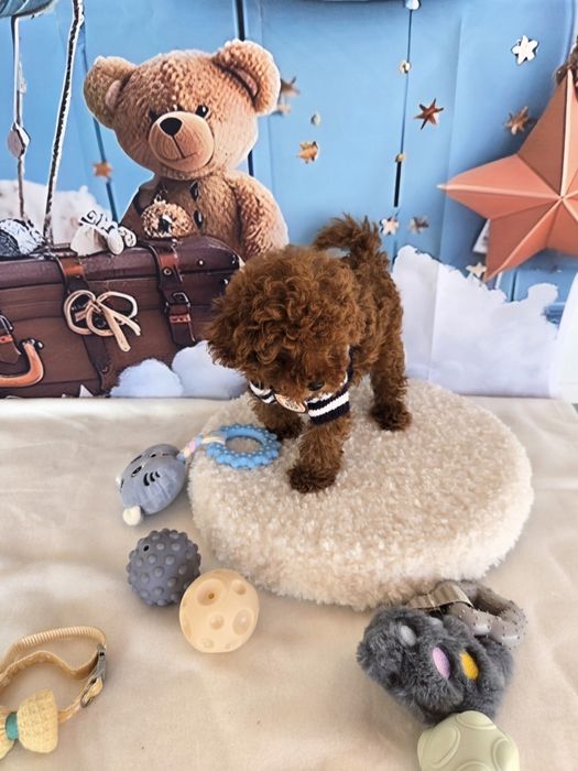 Пудел той/ пудел тийкъп с розословие