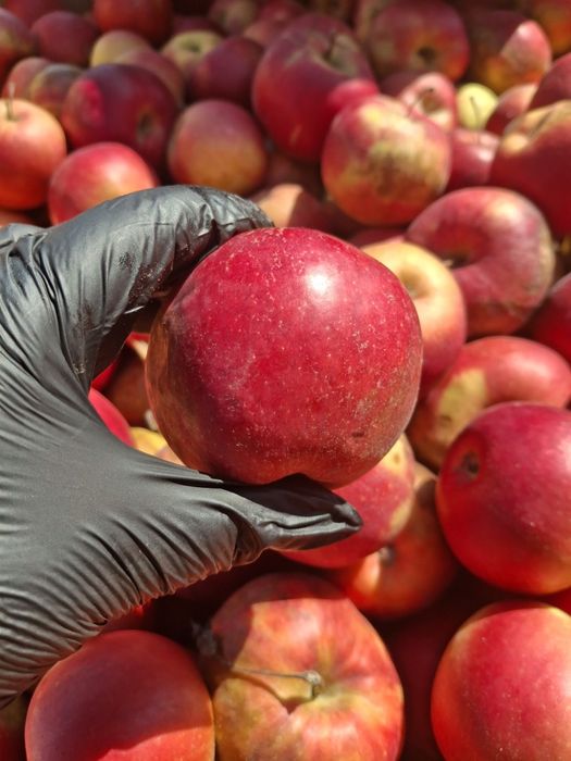 Mere de vanzare pentru gem,suc și rachiu calitate buna,preț avantajos