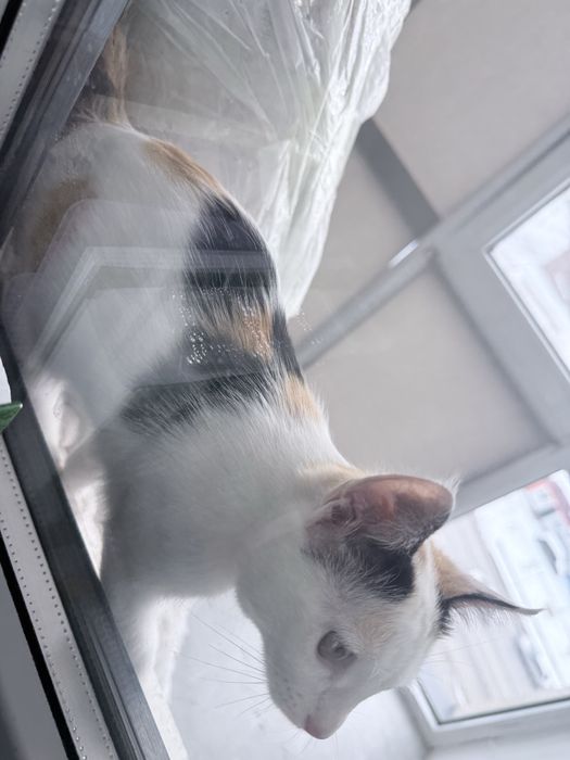 Отдам даром кошку