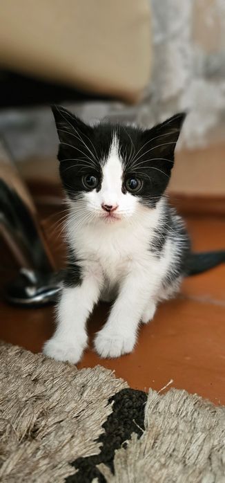 Бесплатно,  котята