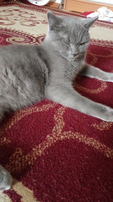 отдам кошку в хорошие руки