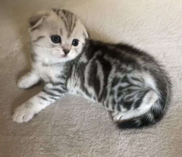 Котята чистокровные