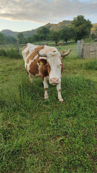 Vaca baltata românească