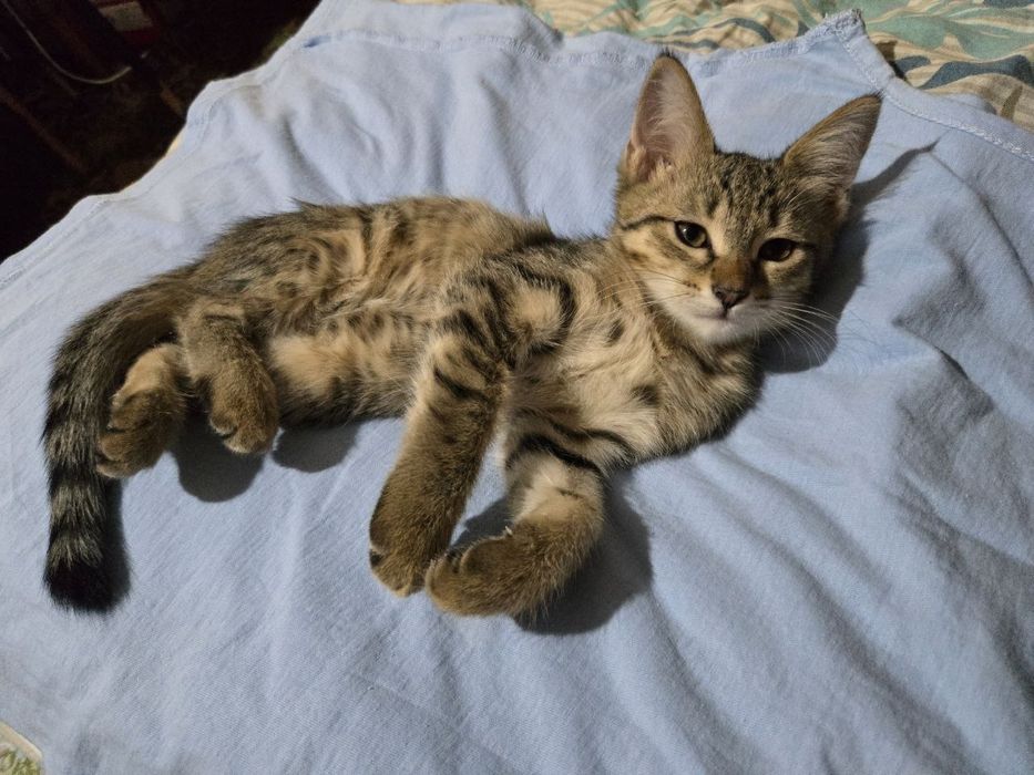 Отдадим котят в добрые руки