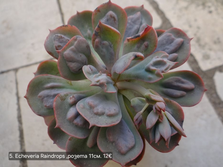 Сукуленти Echeveria различни видове