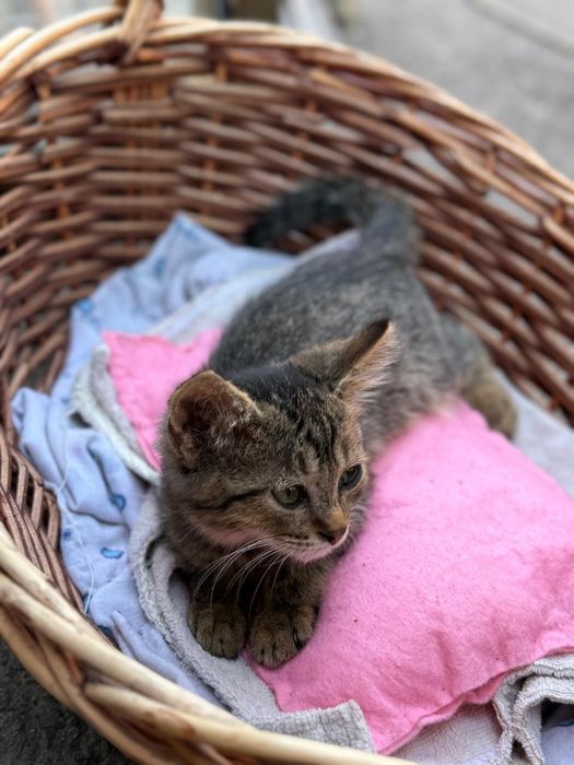 Отдам котят в добрые руки