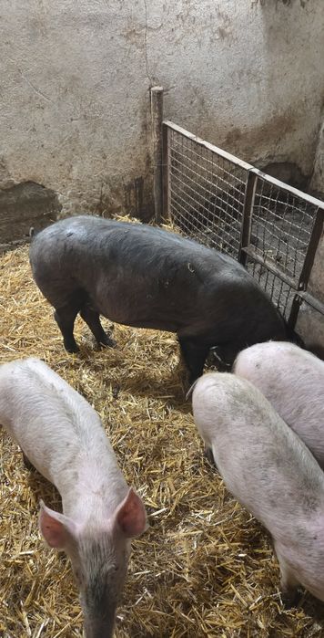 Продавам прасета.