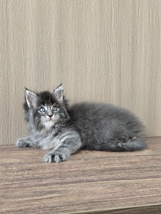 Мейн кун девочка