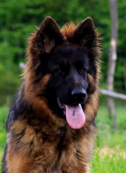 Pui Ciobanesc German cu pedigree,par lung