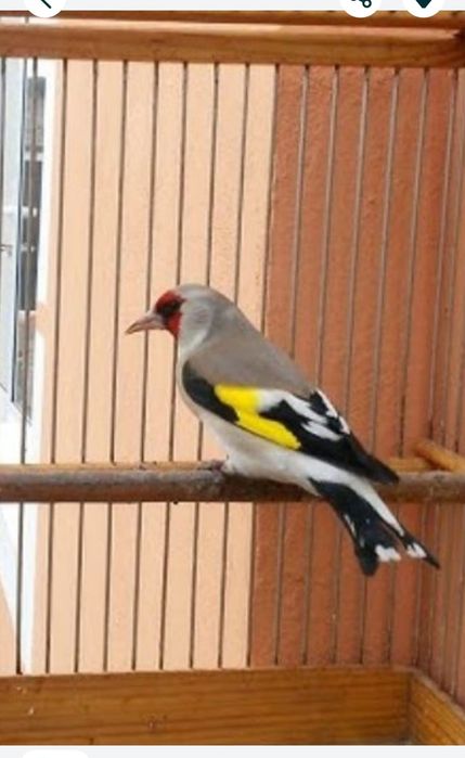 Щеглы  самцы  поющие  продам