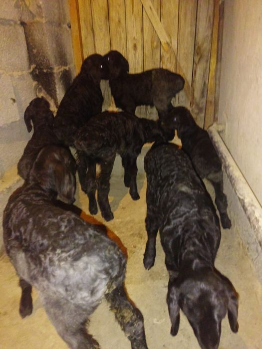 Жетім қозы 25 мың тенгеден