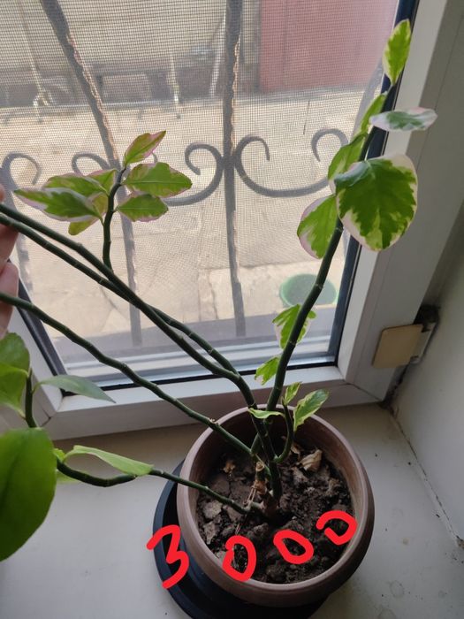 Продам комнатные цветы