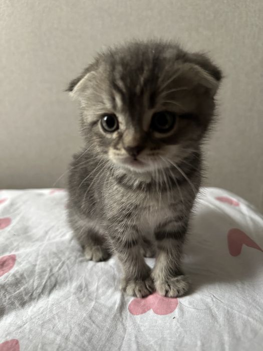 Кошечка вислоухая девочка 1,5 месяца