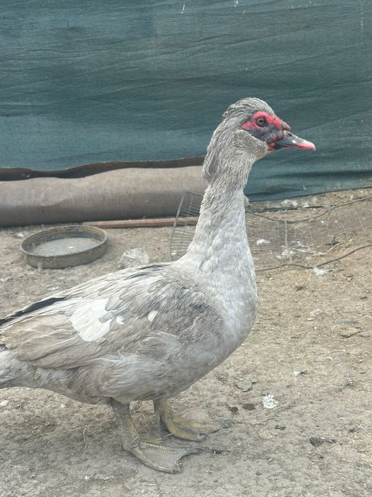 Индоутка лавандовый