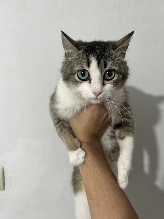 Отдам кота в добрые руки