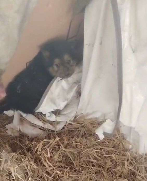 Отдам щенков разных возрастов