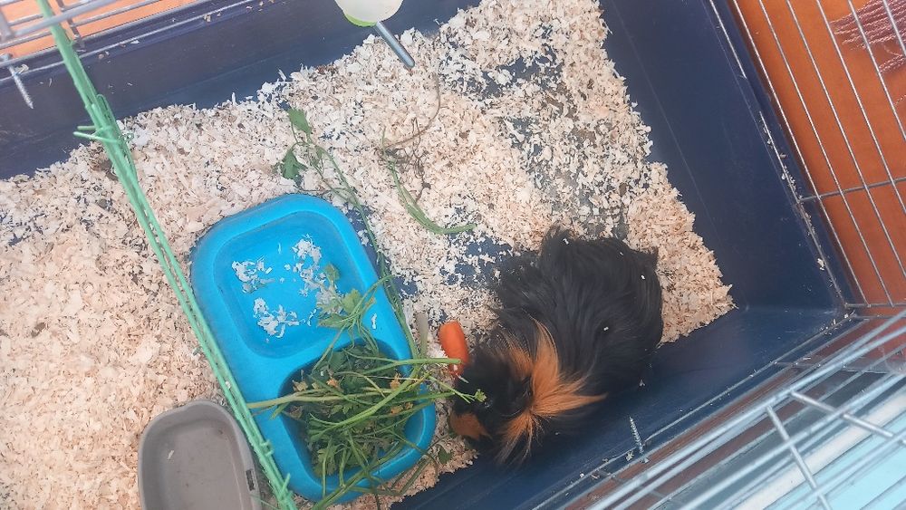 Vând porcușor de guineea