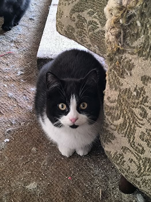 Кошичек в добрые руки