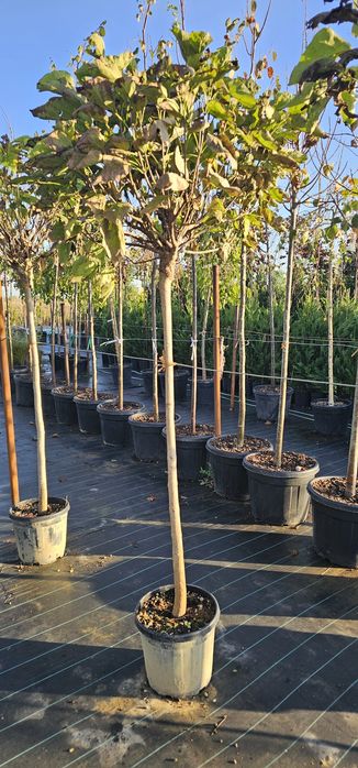 Catalpa globulara - Salcam globular  - Artar Crimson king