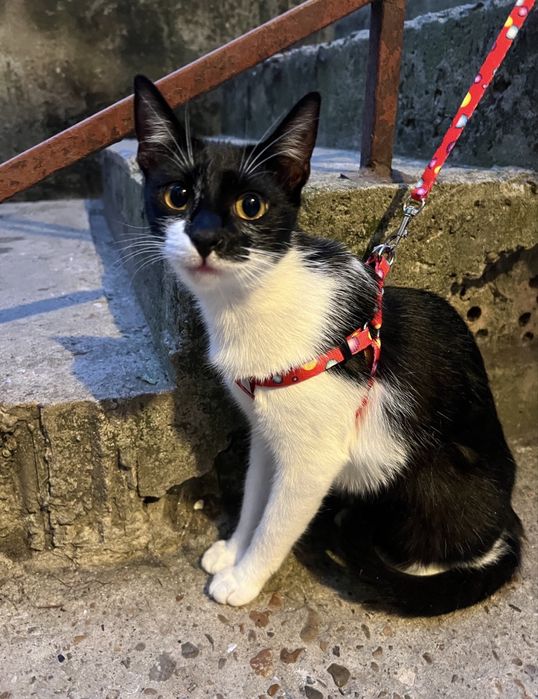 Подарявам женско коте
