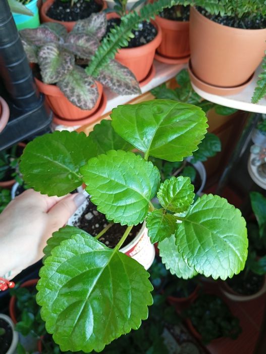 Продам цветы комнатные