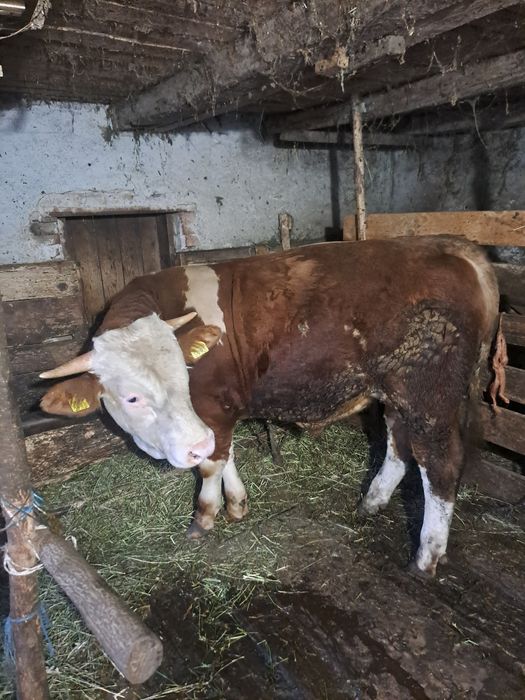 Vând taur pentru taiat