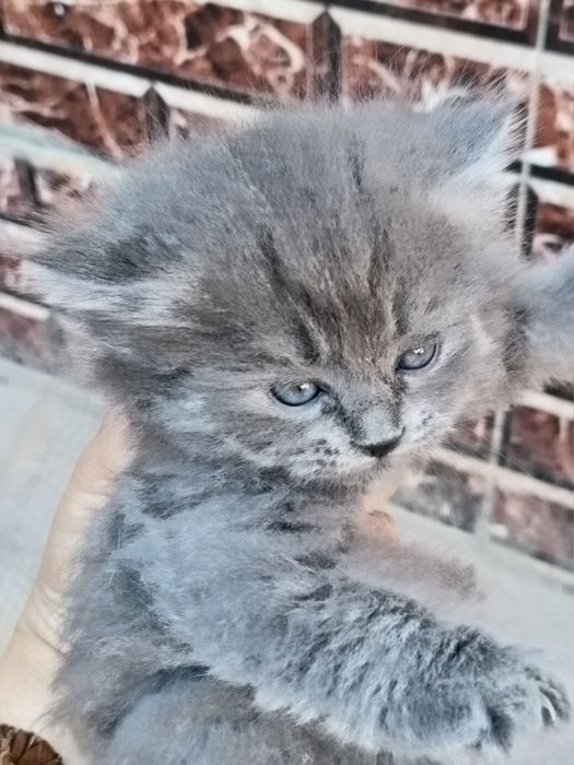 Продается кошки 4шт все цвета серый