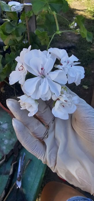 В продаже  герани